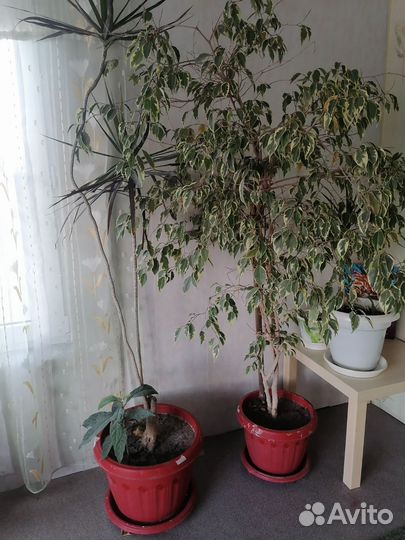 Комнатные растения