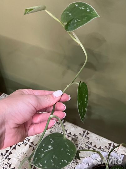 Сциндапсус пиктус сильвер энн