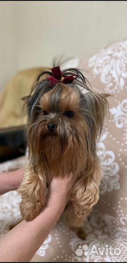 Йоркширский терьер мини вязка