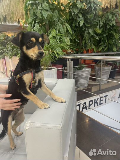 Той-терьер метис