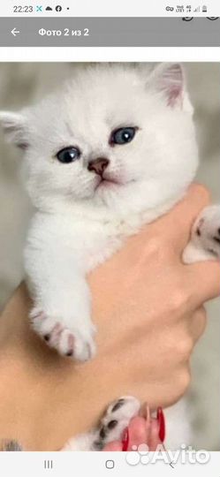 Британские котята