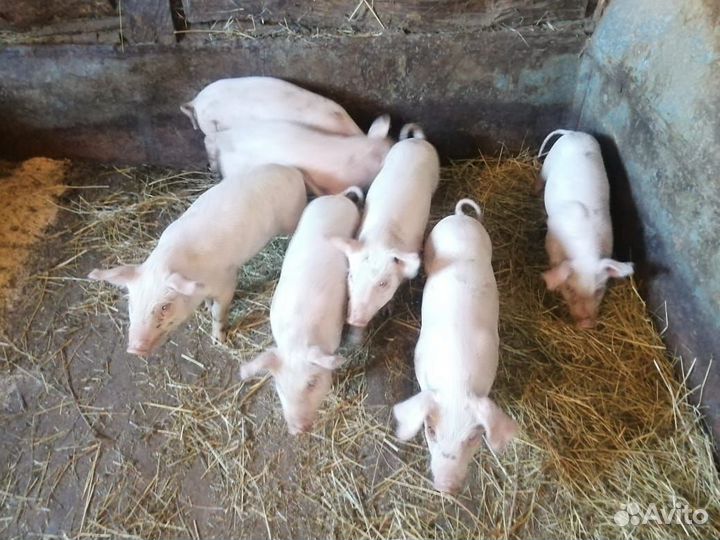 Поросята
