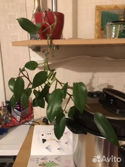 Филолендрон краснеющий