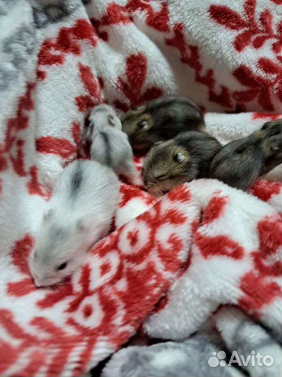 Джунгарский хомяки ручные