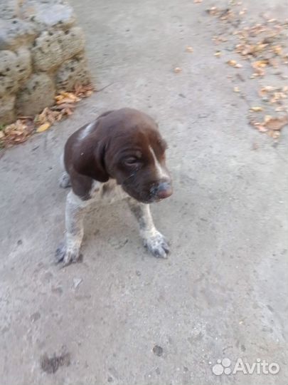 Щенки курцхаар