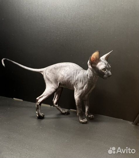 Девочка Корниш-рекс