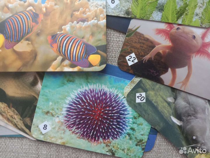 Настольная игра мемо