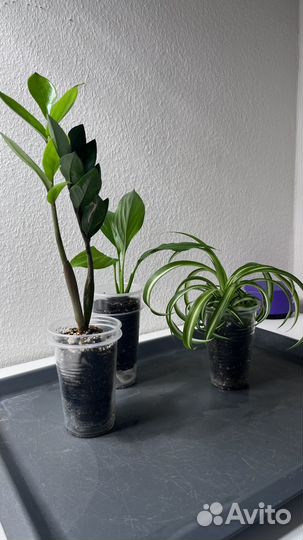 Набор комнатных растений