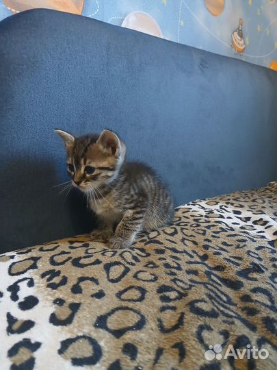 Котенок бесплатно