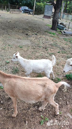 Коза с козочкой