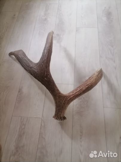 Продам рога лося