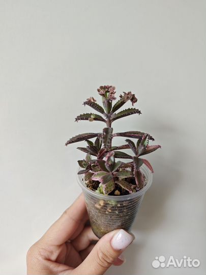 Суккуленты