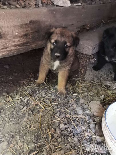 Отдам в хорошие руки щенят