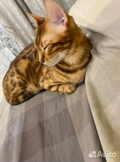 Кошка ищет кота