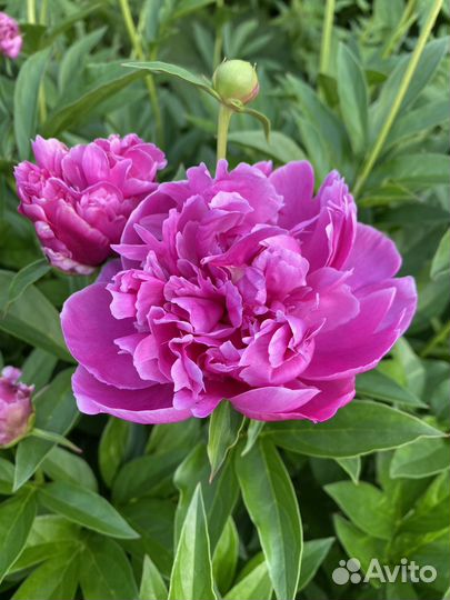 Цветы пионы