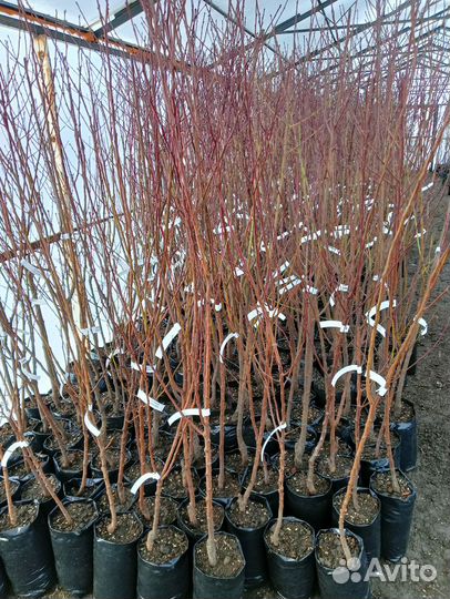 Саженцы плодовых, Розы, кустарников