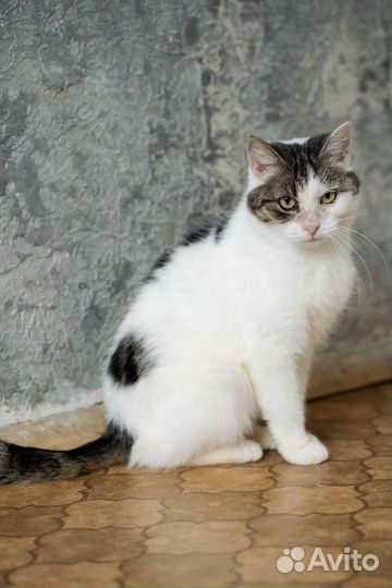 Кошка Милка