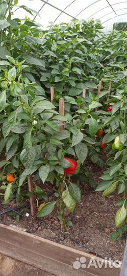 Перец сладкий