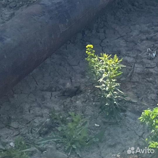 Труба металлическая 820х32 мм