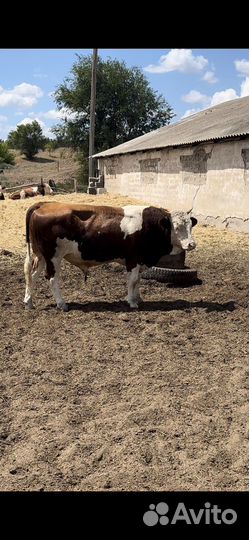 Быки на племя сементальской породы