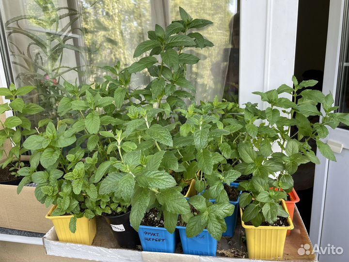 Саженцы Мяты 20 сортов