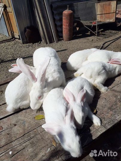 Белый великан советская порода