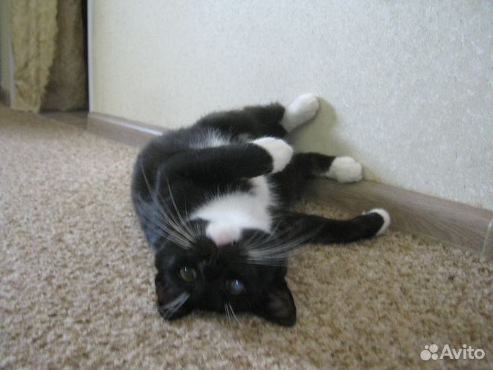 Котик Феликс ищет надежного хозяина