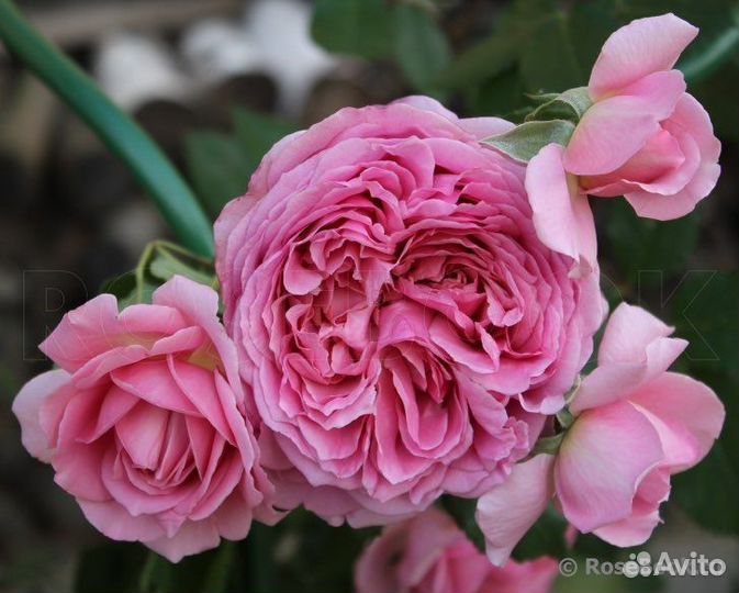 Японская Роза Robe a la francaise/Француз.платье