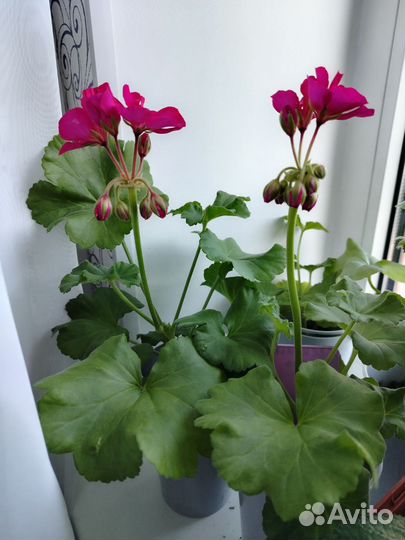 Комнатные растения цветы