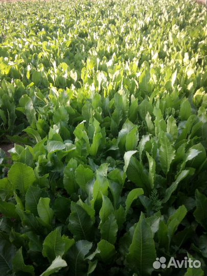 Лист и корень хрена