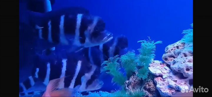 Франтоза Блю Заир Моба