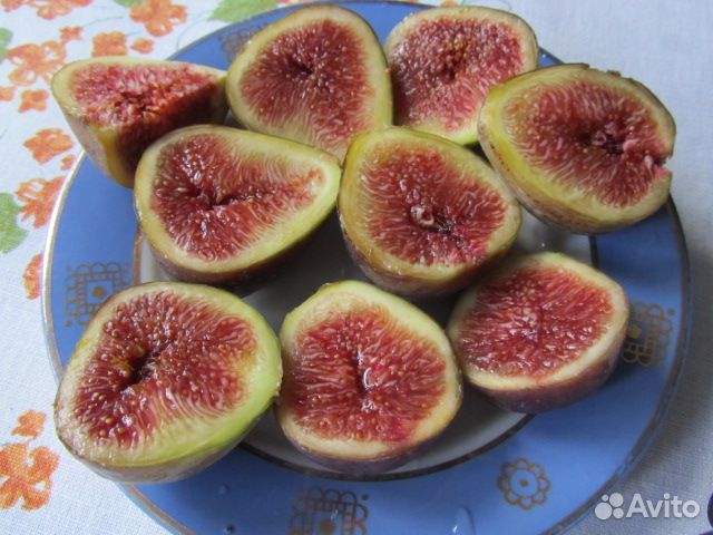 Инжир - Крымский Чёрный купить в Москве | Товары для дома и дачи | Авито