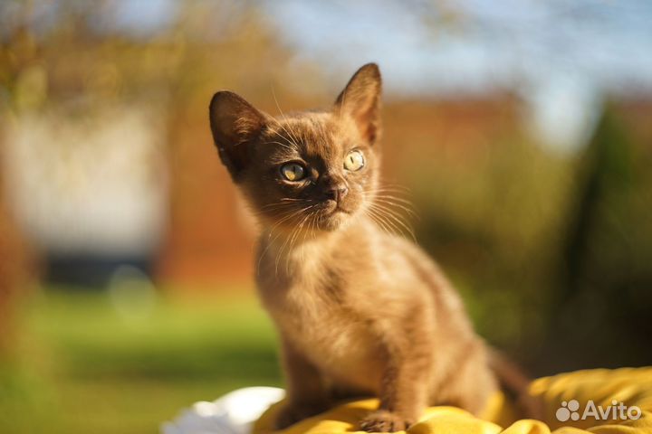 Бурманские котята