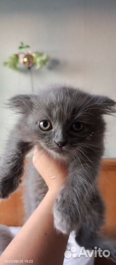 Вислоухий котенок(мальчик)