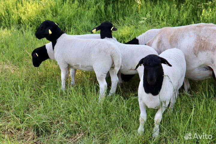 Продажа Дорпер