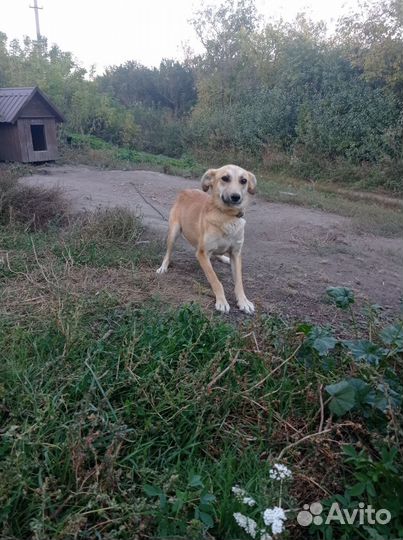 Собака бесплатно в дар в добрые руки