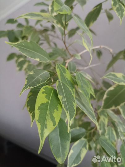 Фикус бенджамина большой