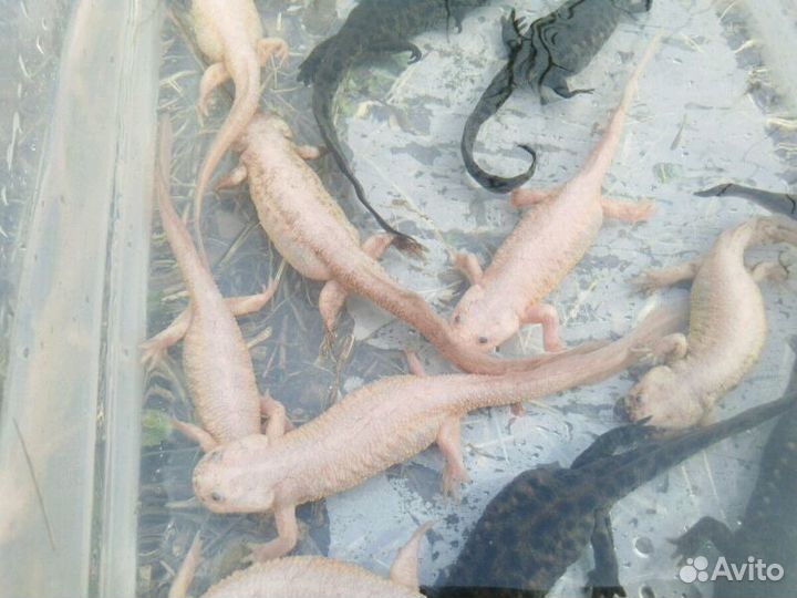 Тритон золотой испанский