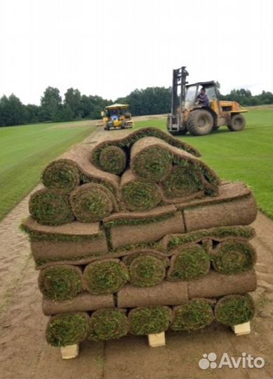 Рулонный газон от производителя