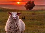 Продаются овечки обыкновенные (не курдючные)