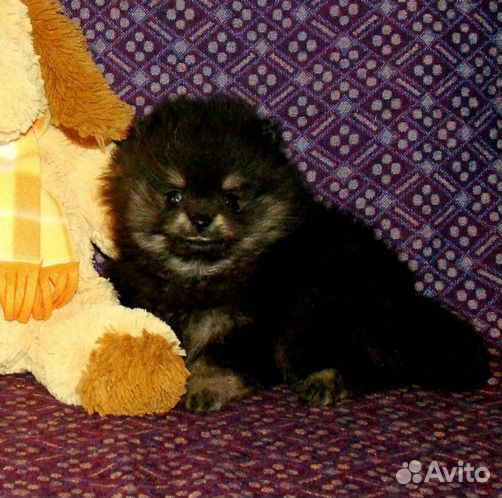 Щенки с родословной померанские шпицы