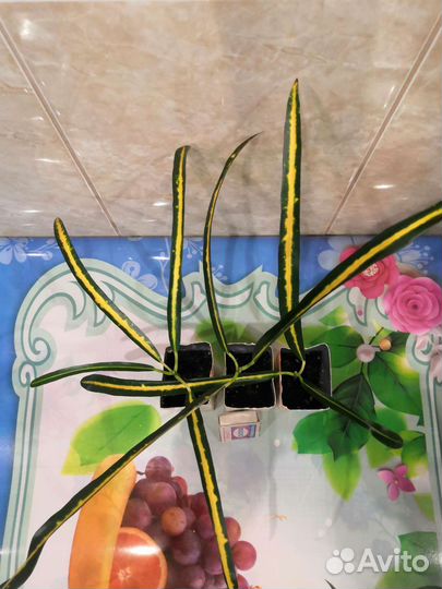 Кодиеум-кротон, сорт Рэд банана