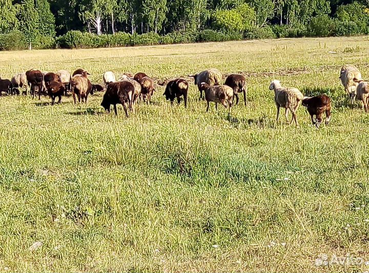 Козы, коровы, бараны