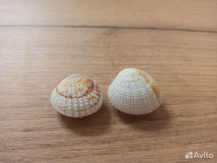 Морская раковина