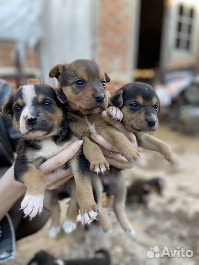 Щенки