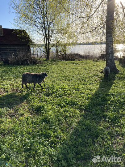 Овцы бараны