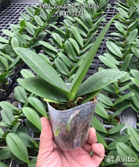 Орхидея Phal. Lioulin R Lip '1274'