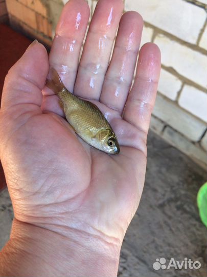 Карась для пруда