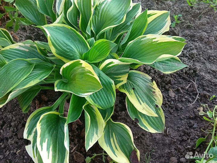 Хоста целым кустом