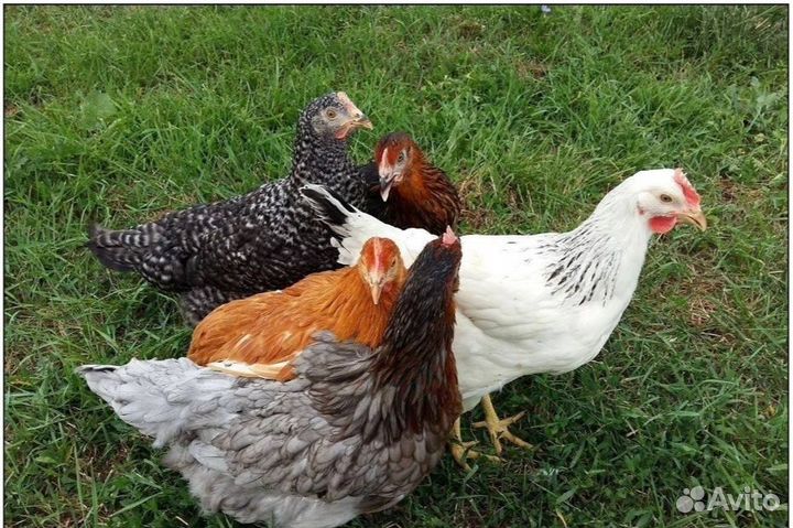 Куры молодки несушки
